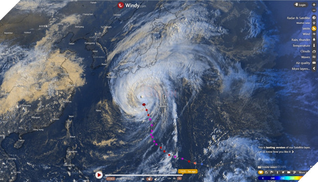 Japan's Famous Okishima Cat Island Is at Risk of Being - WORLD OF BUZZ 3