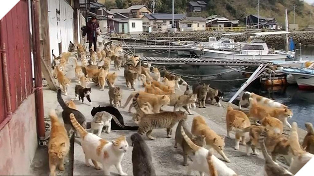 Japan's Famous Okishima Cat Island Is at Risk of Being - WORLD OF BUZZ 4