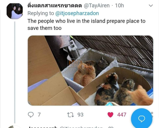 The Cats in - WORLD OF BUZZ 1