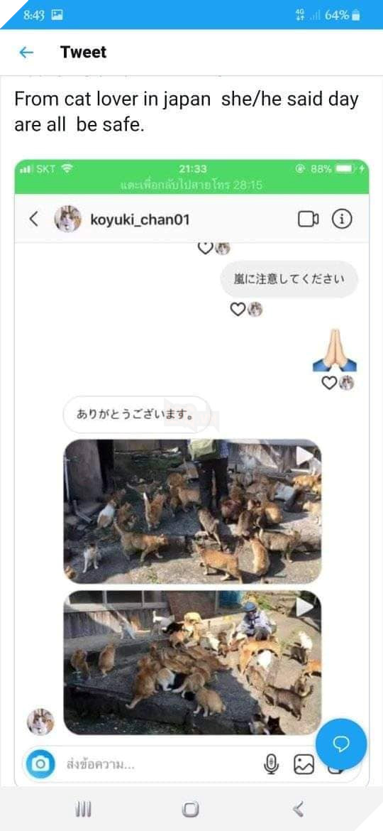 The Cats in - WORLD OF BUZZ 2