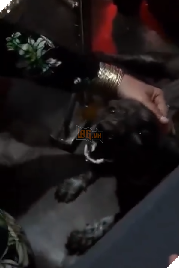 Cảm động hình ảnh chú cún khóc như mưa bên quan tài của bà ngoại 2