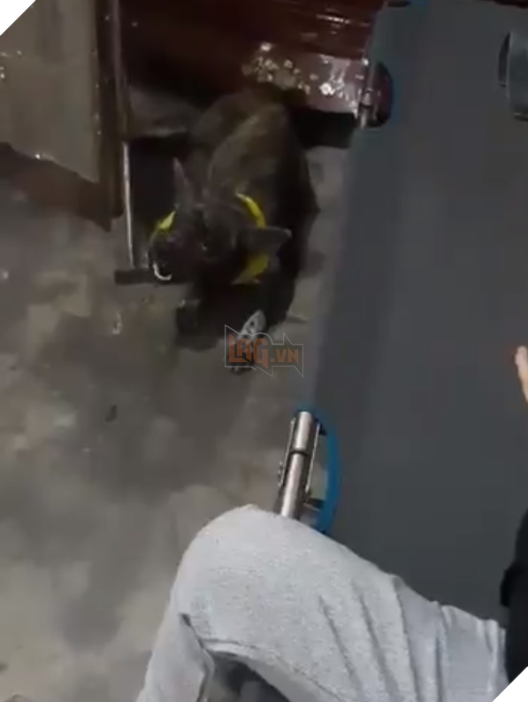  
Hình ảnh chú chó khóc thương bà ngoại lan truyền trên mạng xã hội ngày hôm nay (Ảnh: Chụp màn hình)