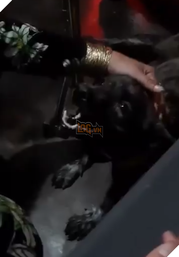  
Khi nhắc đến bà ngoại, nó không thể kìm được mà khóc nấc lên khiến nhiều người xót thương (Ảnh: Chụp màn hình)