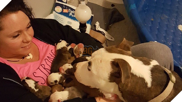 Được cưu mang, chó mẹ đưa 11 cún con vào lòng cô nhắn nhủ: ‘Đây là nơi an toàn nhất!’ 2