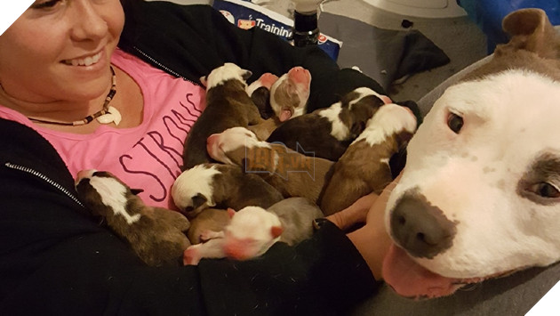Được cưu mang, chó mẹ đưa 11 cún con vào lòng cô nhắn nhủ: ‘Đây là nơi an toàn nhất!’