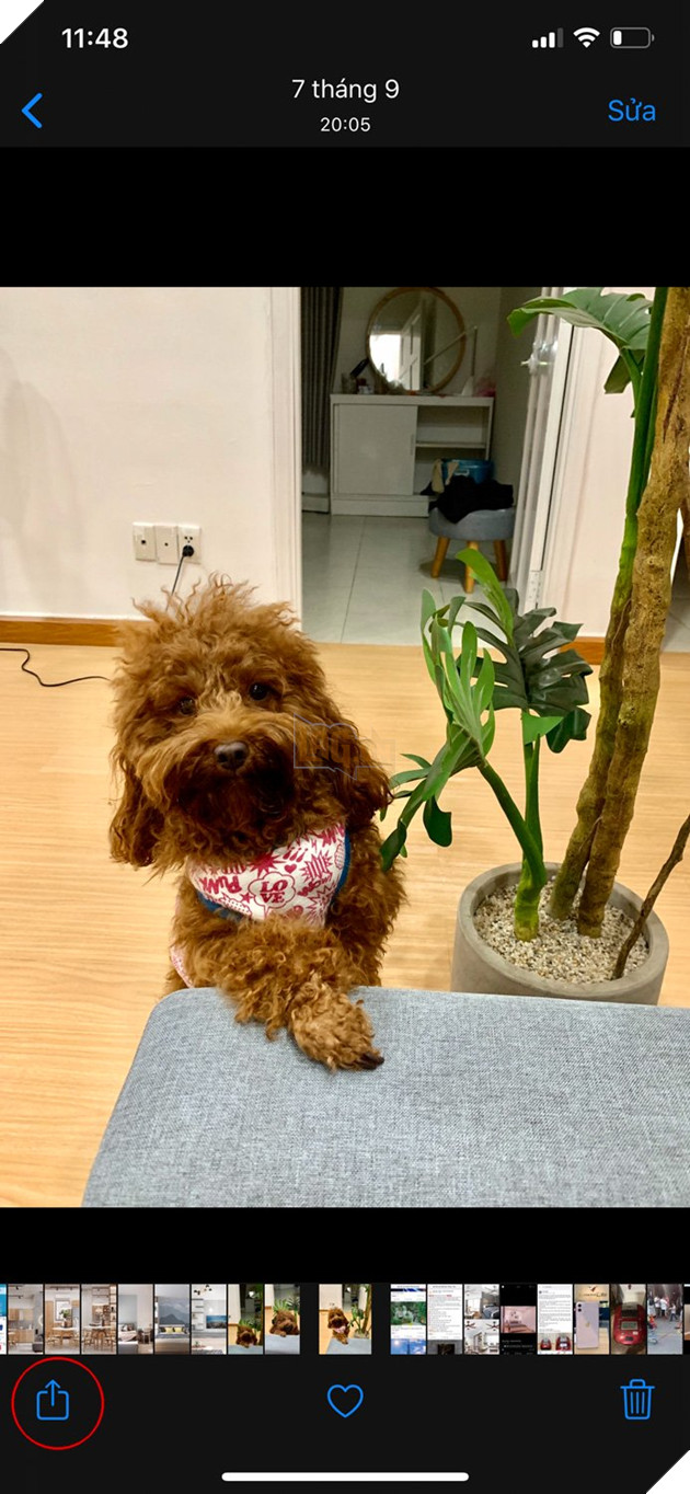 Hướng dẫn: Cách gửi ảnh qua thiết bị iPhone bằng AirDrop trên iOS 13  2