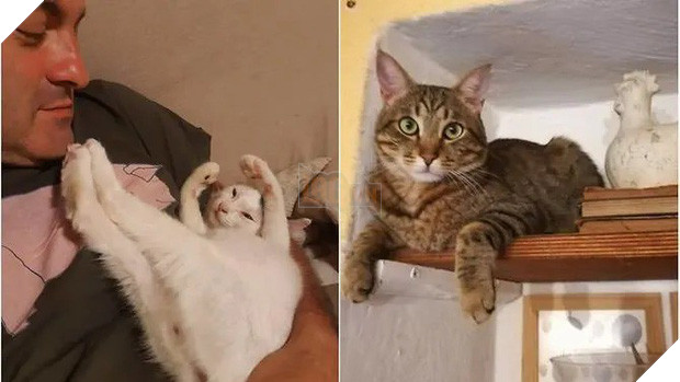 Được 2 boss mèo đánh thức, cặp vợ chồng may mắn thoát khỏi tai họa trời giáng - Ảnh 2.