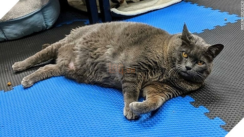 Cinderblock hiện vẫn trong quá trình giảm cân. Ảnh: CNN.