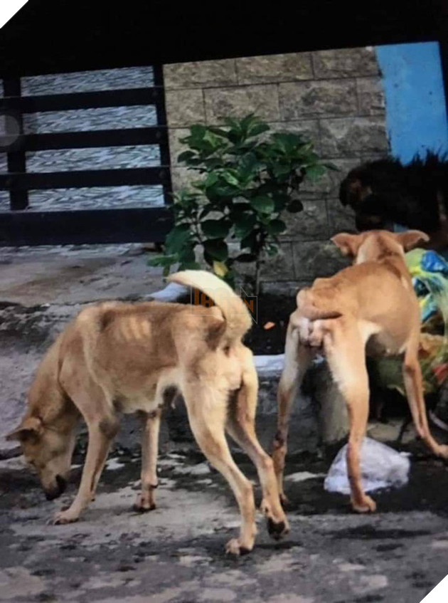 Cô gái trẻ đẹp núp bóng cứu hộ động vật để kêu gọi quyên góp rồi bỏ mặc nhiều chú chó chết trong căn nhà đầy chất thải - Ảnh 2.