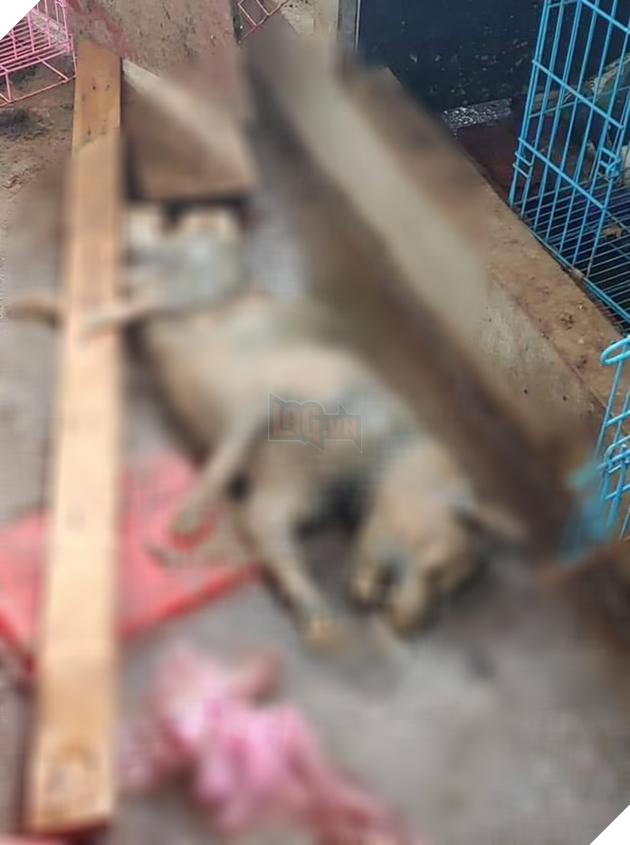 Cô gái trẻ đẹp núp bóng cứu hộ động vật để kêu gọi quyên góp rồi bỏ mặc nhiều chú chó chết trong căn nhà đầy chất thải - Ảnh 3.