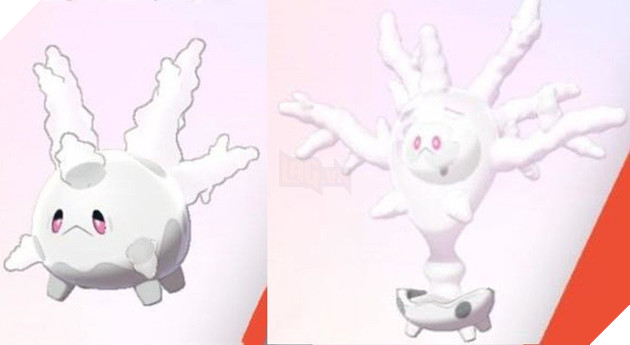 Cursola and Pinchurchin