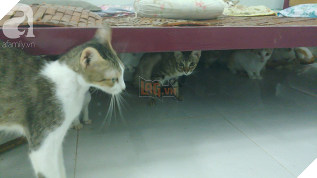 “Người mẹ” của 400 con mèo ở Sài Gòn bật khóc tức tưởi khi bị tông xe còn mang tiếng oan đi bắt trộm mèo - Ảnh 2.