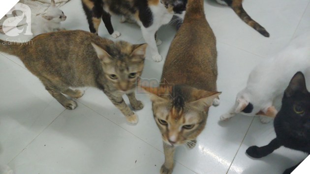 “Người mẹ” của 400 con mèo ở Sài Gòn bật khóc tức tưởi khi bị tông xe còn mang tiếng oan đi bắt trộm mèo - Ảnh 15.