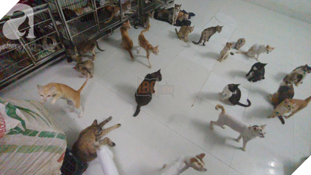 “Người mẹ” của 400 con mèo ở Sài Gòn bật khóc tức tưởi khi bị tông xe còn mang tiếng oan đi bắt trộm mèo - Ảnh 11.