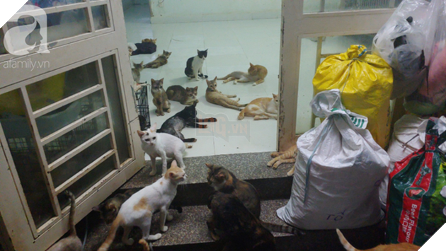 “Người mẹ” của 400 con mèo ở Sài Gòn bật khóc tức tưởi khi bị tông xe còn mang tiếng oan đi bắt trộm mèo - Ảnh 4.
