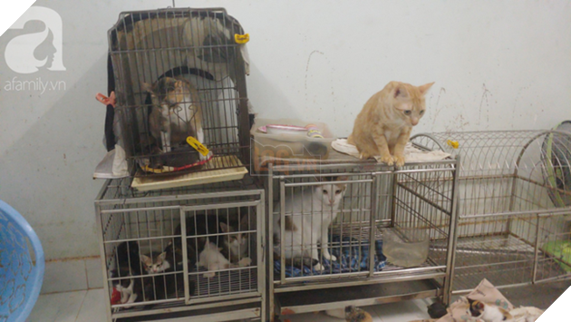 “Người mẹ” của 400 con mèo ở Sài Gòn bật khóc tức tưởi khi bị tông xe còn mang tiếng oan đi bắt trộm mèo - Ảnh 6.