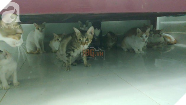 “Người mẹ” của 400 con mèo ở Sài Gòn bật khóc tức tưởi khi bị tông xe còn mang tiếng oan đi bắt trộm mèo - Ảnh 7.