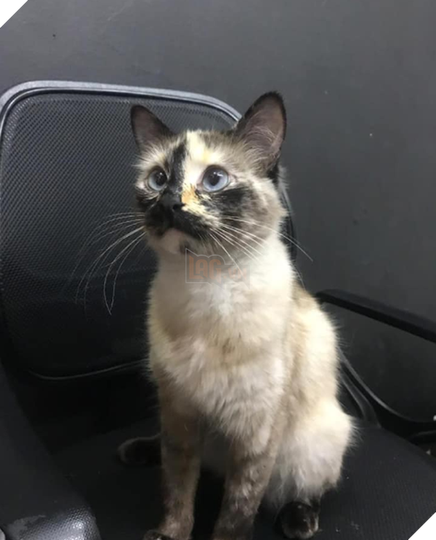 M&#232;o nh&#224; người ta: Thấy cậu chủ nhỏ sắp rơi xuống cầu thang liền nhanh tr&#237; lao đến cứu nguy trong t&#237;c tắc như một vị thần - Ảnh 3.