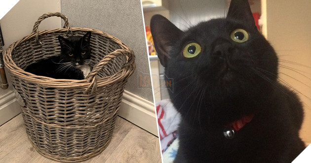 Average Cat Owner Takes 7 Photos Of Their Cats Every Day, Study Finds