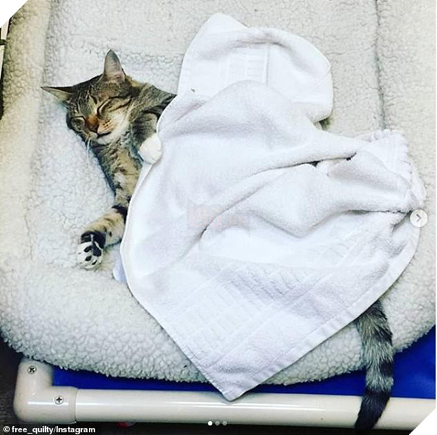 Chú mèo bị &quot;biệt giam&quot; vì liên tục giúp các anh em động vật cơ nhỡ khác trốn trại - Ảnh 4.