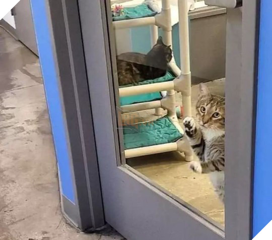 Chú mèo bị &quot;biệt giam&quot; vì liên tục giúp các anh em động vật cơ nhỡ khác trốn trại - Ảnh 3.