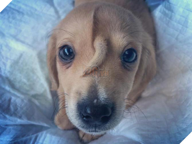 Chú cún con kỳ lân với chiếc đuôi mọc giữa trán này đang gây sốt cộng đồng mạng, nhưng tại sao chú lại bị như thế? - Ảnh 3.