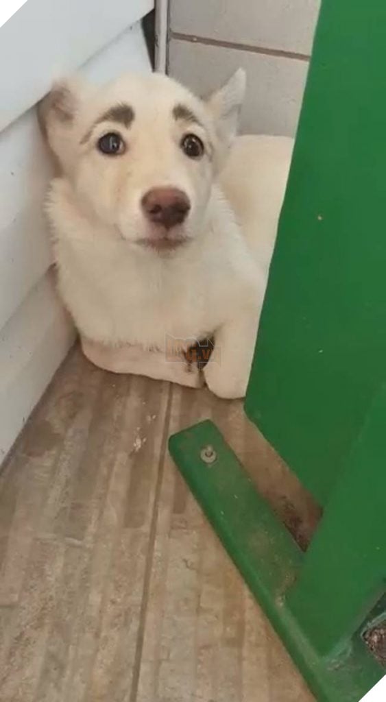 Chú chó hoang trở nên nổi tiếng vì có cặp lông mày trời cho đẹp như xăm