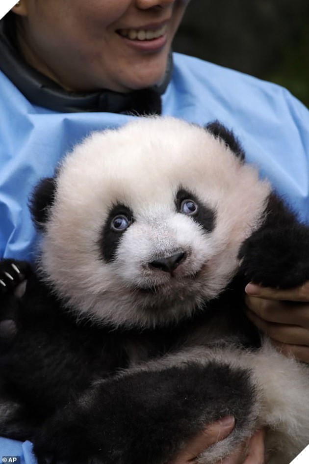 Khoảnh khắc dễ thương: Anh em gấu tr&#250;c bị bắt &quot;ch&#224;o c&#244; ch&#250; đi con&quot; nhưng chỉ muốn th&#225;o chạy khỏi v&#242;ng tay nh&#226;n vi&#234;n sở th&#250; - Ảnh 4.