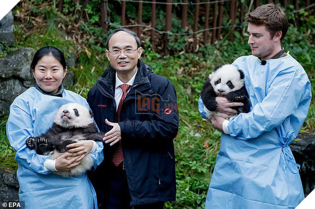 Khoảnh khắc dễ thương: Anh em gấu trúc bị bắt chào cô chú đi con nhưng chỉ muốn tháo chạy khỏi vòng tay nhân viên sở thú - Ảnh 6.