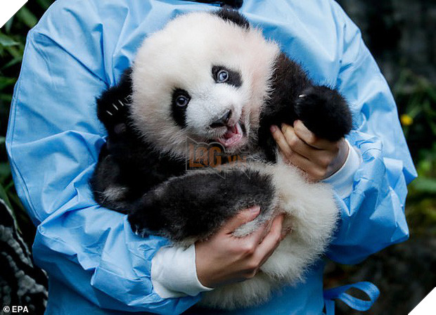 Khoảnh khắc dễ thương: Anh em gấu trúc bị bắt chào cô chú đi con nhưng chỉ muốn tháo chạy khỏi vòng tay nhân viên sở thú - Ảnh 1.