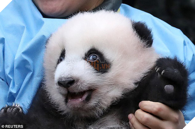 Khoảnh khắc dễ thương: Anh em gấu tr&#250;c bị bắt &quot;ch&#224;o c&#244; ch&#250; đi con&quot; nhưng chỉ muốn th&#225;o chạy khỏi v&#242;ng tay nh&#226;n vi&#234;n sở th&#250; - Ảnh 4.