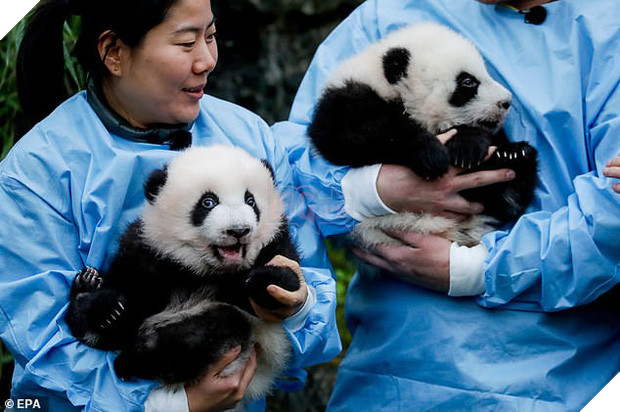 Khoảnh khắc dễ thương: Anh em gấu trúc bị bắt chào cô chú đi con nhưng chỉ muốn tháo chạy khỏi vòng tay nhân viên sở thú - Ảnh 2.