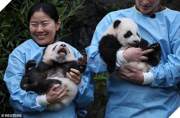 Khoảnh khắc dễ thương: Anh em gấu trúc bị bắt chào cô chú đi con nhưng chỉ muốn tháo chạy khỏi vòng tay nhân viên sở thú - Ảnh 3.