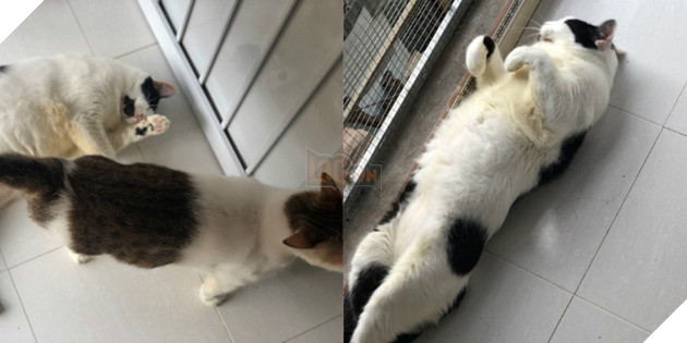 Người phụ nữ sống cùng hơn 40 con mèo bị bỏ rơi ở Hà Nội: Nhiều người bảo tôi là dở hơi đấy - Ảnh 4.