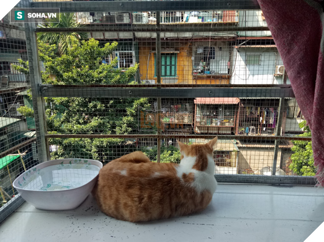 Người phụ nữ sống cùng hơn 40 con mèo bị bỏ rơi ở Hà Nội: Nhiều người bảo tôi là dở hơi đấy - Ảnh 2.