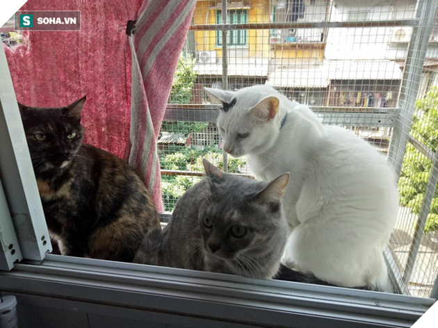 Người phụ nữ sống cùng hơn 40 con mèo bị bỏ rơi ở Hà Nội: Nhiều người bảo tôi là dở hơi đấy - Ảnh 1.