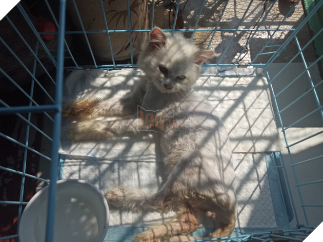 Người phụ nữ sống cùng hơn 40 con mèo bị bỏ rơi ở Hà Nội: Nhiều người bảo tôi là dở hơi đấy  5