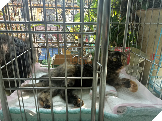 Người phụ nữ sống cùng hơn 40 con mèo bị bỏ rơi ở Hà Nội: Nhiều người bảo tôi là dở hơi đấy  6