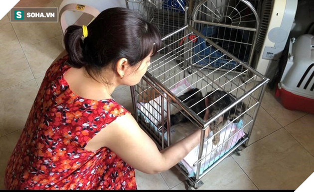 Người phụ nữ sống cùng hơn 40 con mèo bị bỏ rơi ở Hà Nội: Nhiều người bảo tôi là dở hơi đấy - Ảnh 3.