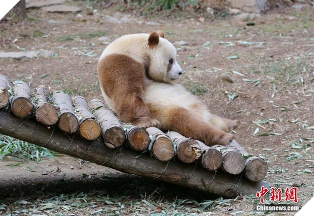 Chú gấu trúc nâu duy nhất trên TG bị đồng bọn chối bỏ và bắt nạt: Khó sống vì khác biệt 6