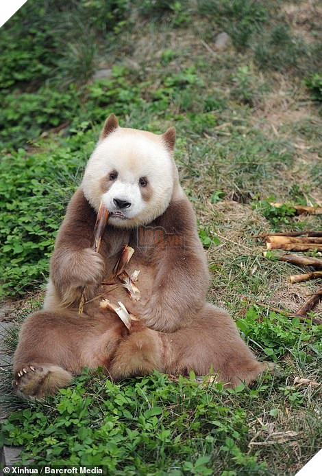  
Gấu trúc Qizai đáng yêu là thế nhưng nó lại phải chịu số phận cô đơn. (Ảnh: Xinhua)