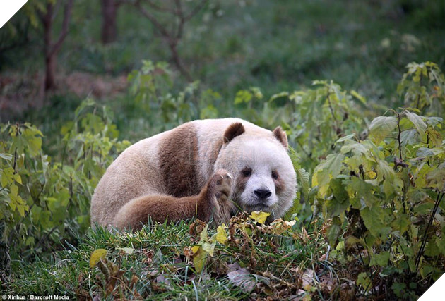 Chú gấu trúc nâu duy nhất trên TG bị đồng bọn chối bỏ và bắt nạt: Khó sống vì khác biệt 4