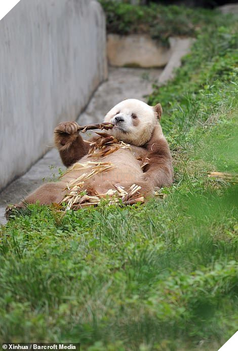 Chú gấu trúc nâu duy nhất trên TG bị đồng bọn chối bỏ và bắt nạt: Khó sống vì khác biệt