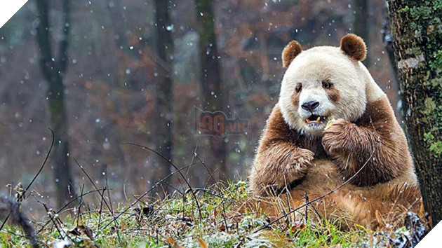 Chú gấu trúc nâu duy nhất trên TG bị đồng bọn chối bỏ và bắt nạt: Khó sống vì khác biệt 7