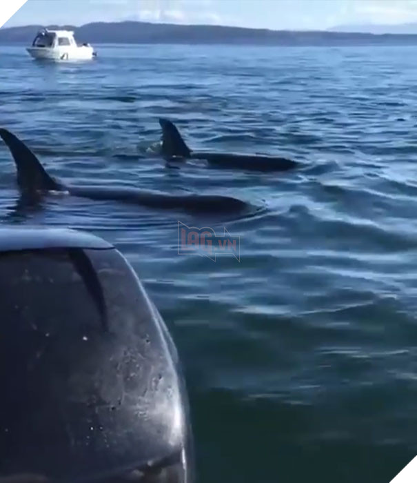 Bị 12 cá voi con săn đuổi, hải cẩu nhảy lên tàu du lich cầu cứu, ánh mắt thật xúc động