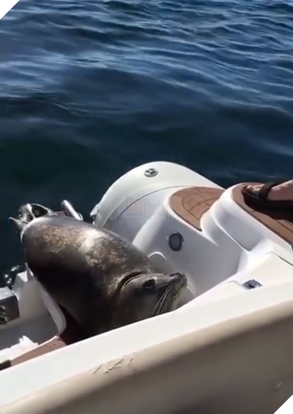 Bị 12 cá voi con săn đuổi, hải cẩu nhảy lên tàu du lich cầu cứu, ánh mắt thật xúc động 3