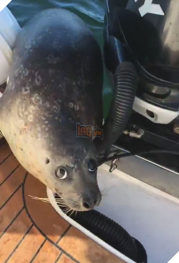 Bị 12 cá voi con săn đuổi, hải cẩu nhảy lên tàu du lich cầu cứu, ánh mắt thật xúc động 4