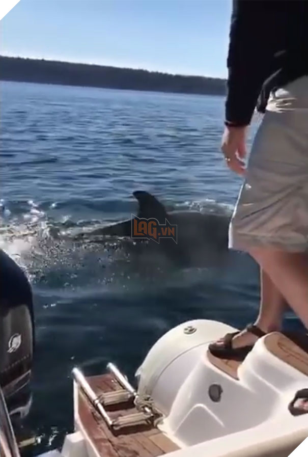 Bị 12 cá voi con săn đuổi, hải cẩu nhảy lên tàu du lich cầu cứu, ánh mắt thật xúc động 5