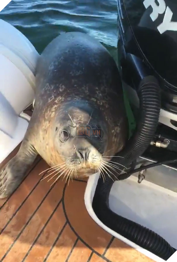 Bị 12 cá voi con săn đuổi, hải cẩu nhảy lên tàu du lich cầu cứu, ánh mắt thật xúc động 8