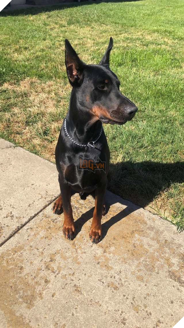 Bà ngoại thương chó cưng, tự tay làm bằng khen động viên chú vì thi trượt trong trường thú cưng